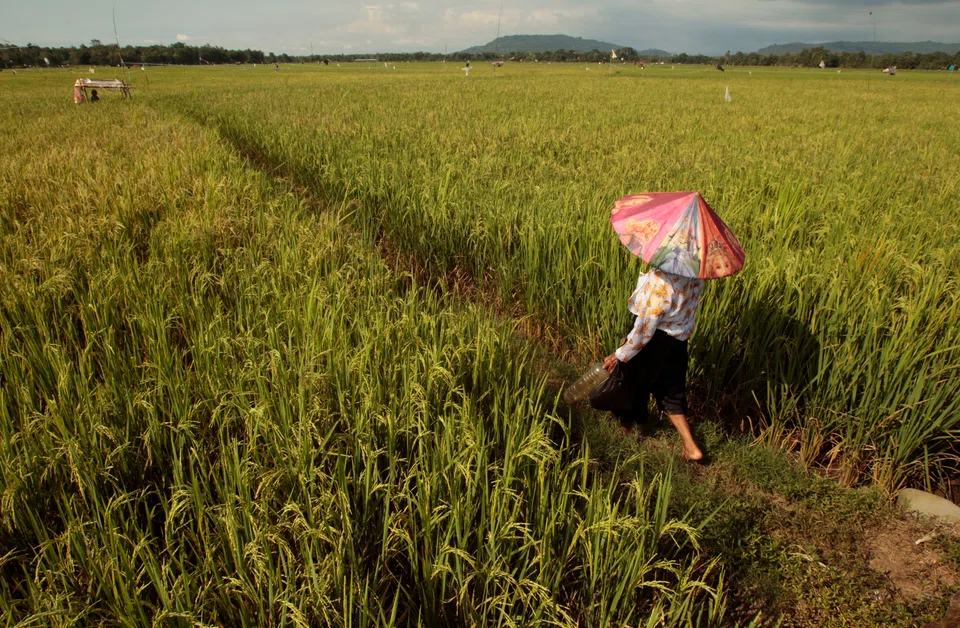 Drought has delayed Indonesia’s planting for the 2024 harvest, after the country’s output this year dropped to 30.9 million tonnes from 31.53 million tonnes a year ago.