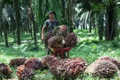 Malaysia is not expecting a big downward adjustment to crude palm oil prices following Indonesia’s latest policy announcements.