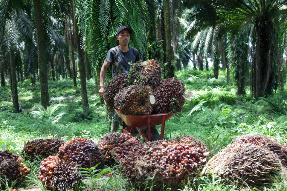 Malaysia is not expecting a big downward adjustment to crude palm oil prices following Indonesia’s latest policy announcements.
