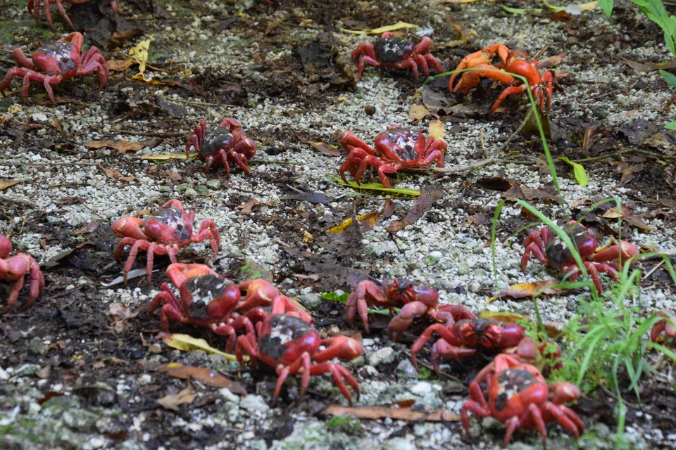 There are over 100 million red crabs on Christmas Island in the Indian Ocean, much of which is designated as a national park. 