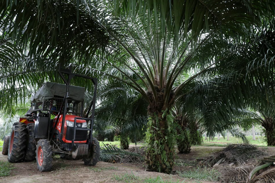 Indonesia and Malaysia have accused the EU of implementing discriminatory policies targetting palm oil.