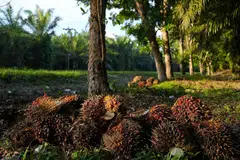 The high rainfall has caused short-term disruptions to harvesting operations and the removal of fruits, as well as poorer fruit quality. 