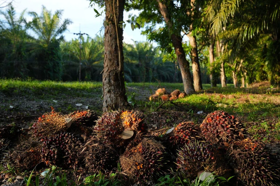 The high rainfall has caused short-term disruptions to harvesting operations and the removal of fruits, as well as poorer fruit quality. 