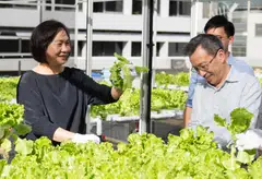  Helen Wong (left), group CEO, OCBC Bank with Lim Khiang Tong, group chief operating officer, harvesting lettuce at the OCBC Centre car park.