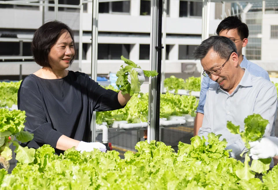  Helen Wong (left), group CEO, OCBC Bank with Lim Khiang Tong, group chief operating officer, harvesting lettuce at the OCBC Centre car park.