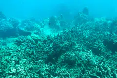 Coral reefs across South-east Asia have been badly hit by global warming, with scientists warning their degradation could have devasting environmental and economic knock-on effects.