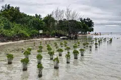 Mangroves in Indonesia, a country of more than 17,000 islands and miles of shoreline, have dwindled to about 4.1 million hectares (10.1 million acres).