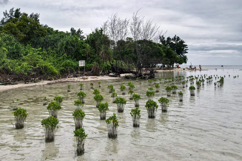 Mangroves in Indonesia, a country of more than 17,000 islands and miles of shoreline, have dwindled to about 4.1 million hectares (10.1 million acres).