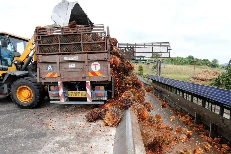MALAYSIA'S commodities ministry has proposed cutting the export tax on palm oil by as much as half to help fill a global edible oil shortage and grow the market share of the world's second-largest palm oil producer.