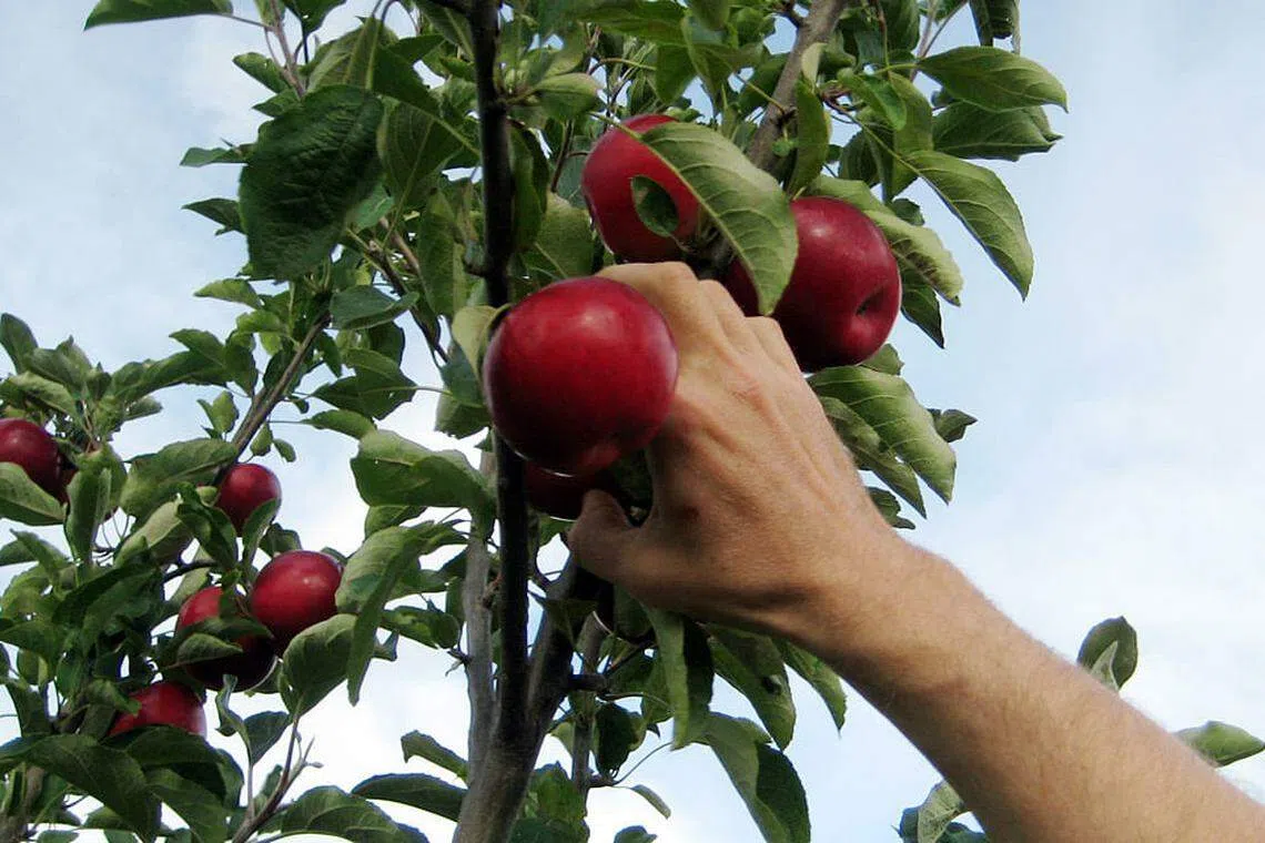 US organic dairy farm highlights authenticity with outreach strategy