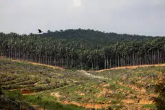 Many palm oil firms in top producers Malaysia have already adopted global and national sustainability certification standards and have committed to no-deforestation policies.