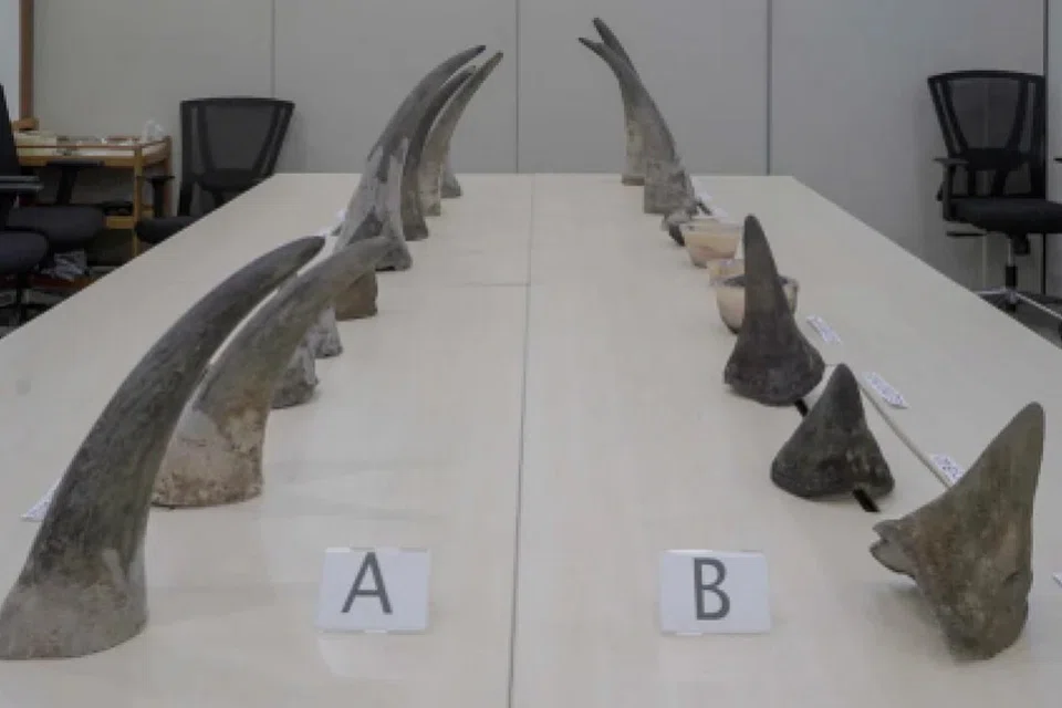 The 20 pieces of rhinoceros horns weigh about 34kg in total and are estimated to be worth around S$1.2 million. 