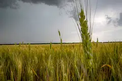 A wheat field near Melitopol in Ukraine. The global food crisis aggravated by Russia's war in Ukraine is expected to drive new waves of migrants to the European Union.
