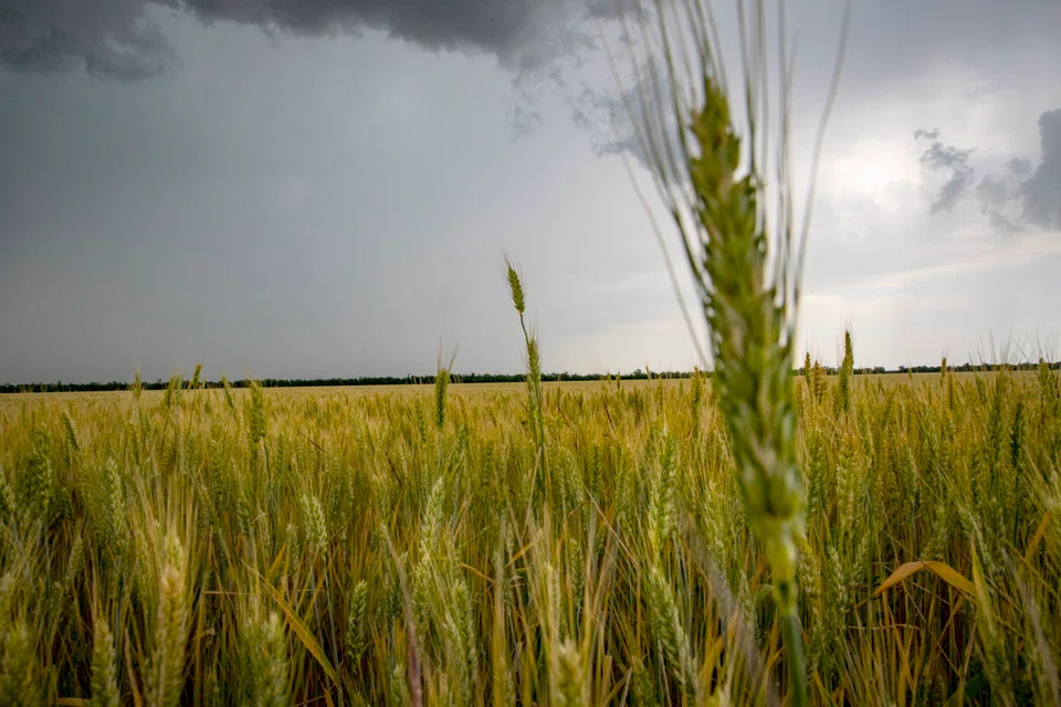 A wheat field near Melitopol in Ukraine. The global food crisis aggravated by Russia's war in Ukraine is expected to drive new waves of migrants to the European Union.