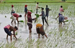 Farm labourers plant rice saplings in a field on the outskirts of Ahmedabad, India, July 2023. 