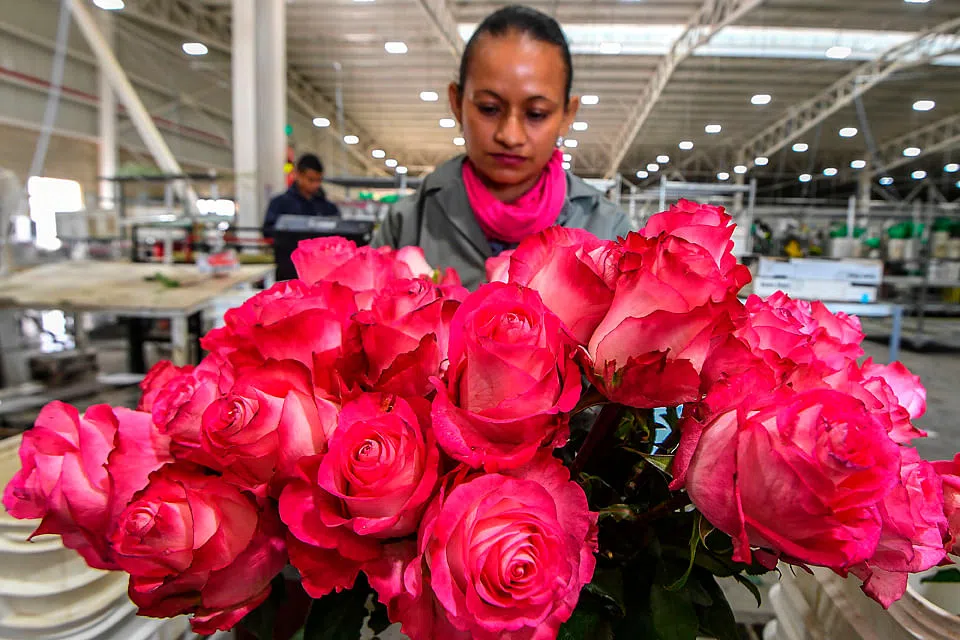 Valentine's Day roses save Colombians in thorny situation