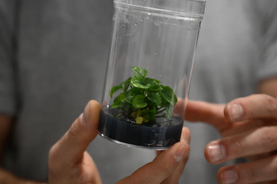 NeoPlants, a Paris-based startup, shows off a bioengineered plant capable of purifying indoor air of toxic pollutants.