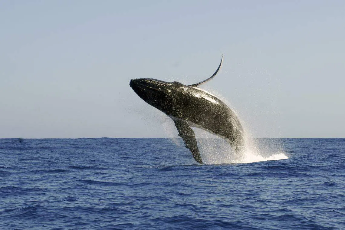 Humpback whales in Australia were found to be passing their songs to others in French Polynesia, which in turn gave songs to whales in Ecuador. 