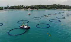 With the launch of SFA's Aquatic Animal Health Services, farms can turn to aquatic animal health vets and other experts for consultations and disease investigations. 