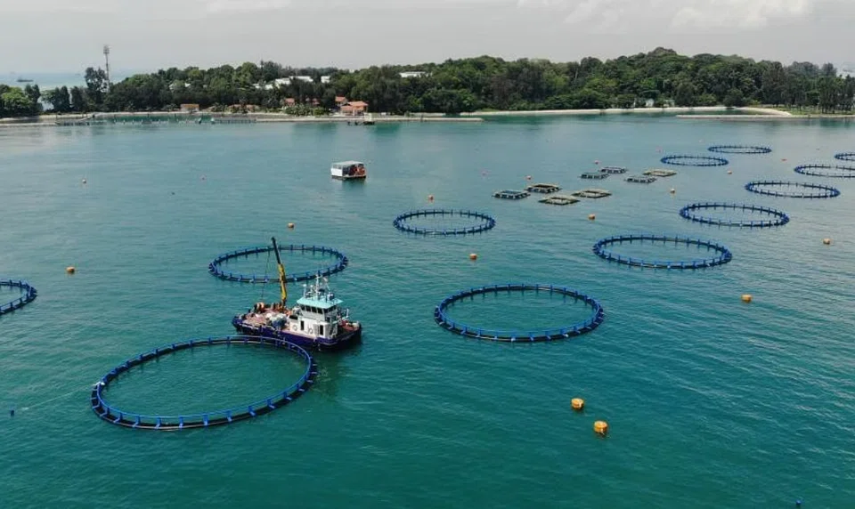 With the launch of SFA's Aquatic Animal Health Services, farms can turn to aquatic animal health vets and other experts for consultations and disease investigations. 