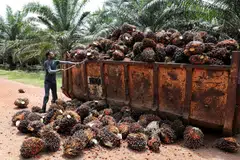 In H2, investors should brace for volatility in the palm oil market, and analysts are expecting a “gradual decline” in the commodity’s prices.