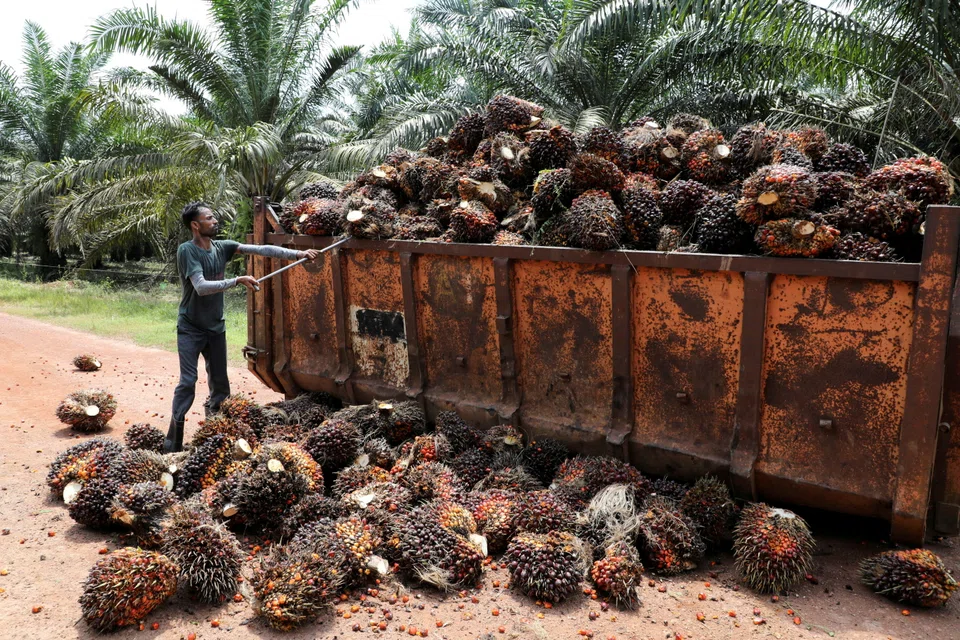 In H2, investors should brace for volatility in the palm oil market, and analysts are expecting a “gradual decline” in the commodity’s prices.