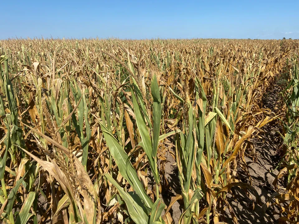 In the US, corn is the most dominant crop and a lacklustre harvest will have ripple effects across the global food supply chain, adding pressure on South America to produce bumper crops early next year. 