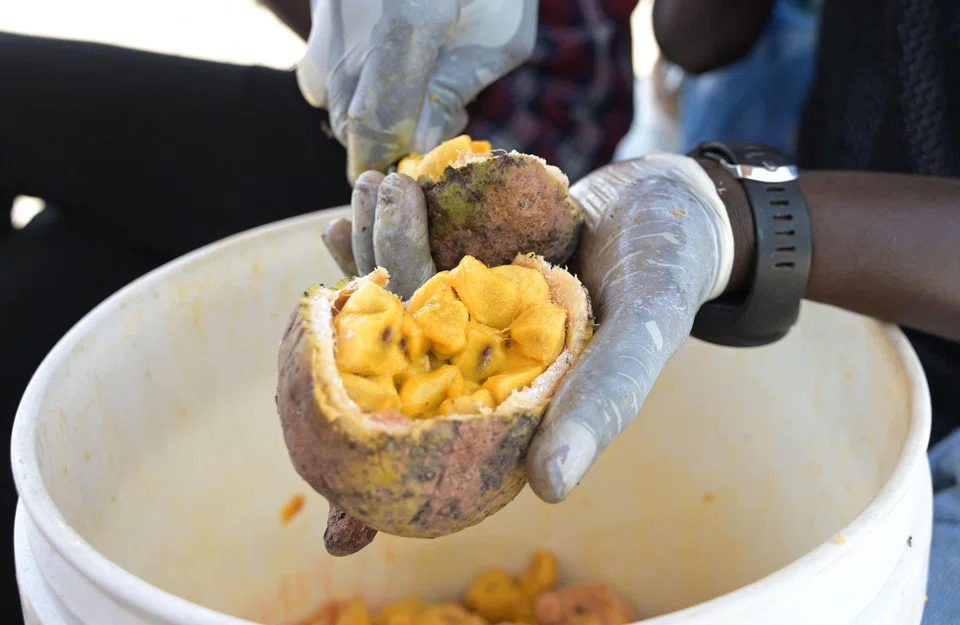 Maad is a yellow fruit with a pulp that has a distinctive sweet and sour flavour and is rich in vitamins and fibre.