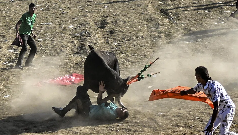 The bull charges in all directions, sowing chaos among hundreds of amateur bullfighters, to the cheers of feverish spectators. They also risk being gored by the animals.