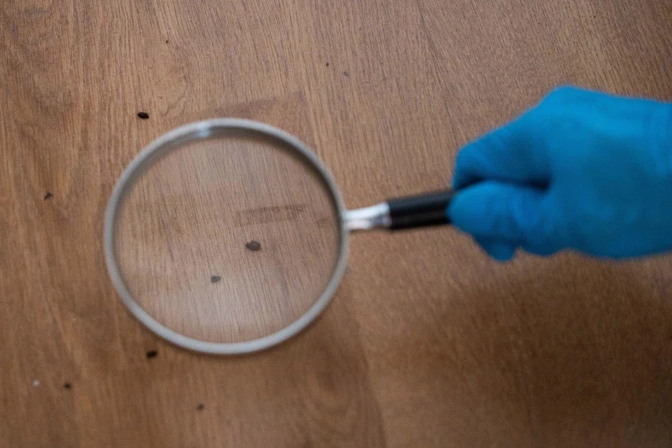 The latest rebound in bedbug numbers in Paris is in part down to a revival in tourism in the wake of the global Covid-19 pandemic.