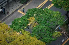 Singapore-mandated issuers demonstrate strong disclosure practices under the governance pillar but lag the global average for disclosures across other pillars of the TCFD's recommendations. 