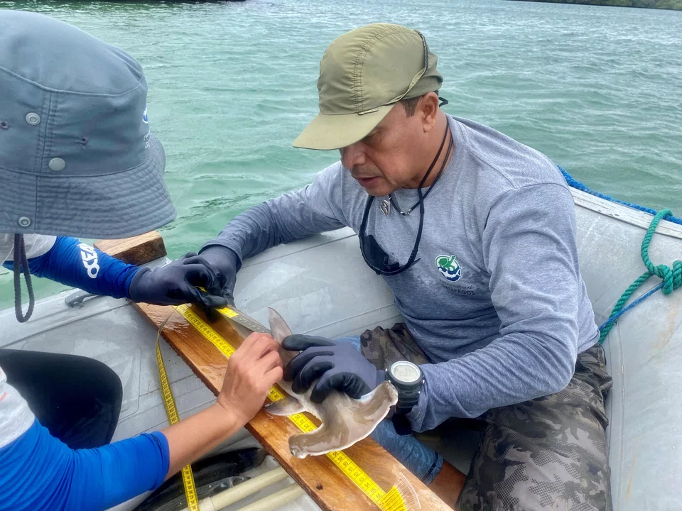 Researchers are monitoring the nurseries to track the young shark population in nursery areas and to follow their migration patterns.