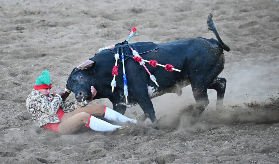 One of the “forcados” literally has the task of grabbing the bull by the horns, suffering powerful headbutts to the stomach as his companions wrestle with the animal.