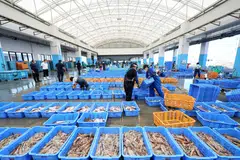 Fishery workers sorting out seafood at Matsukawaura port in Fukushima prefecture over the weekend. “The government failed to keep to its promise of gaining agreement from fishermen before taking such a decision to release (the water),” said a spokeperson for the group of more than 100 plaintiffs.