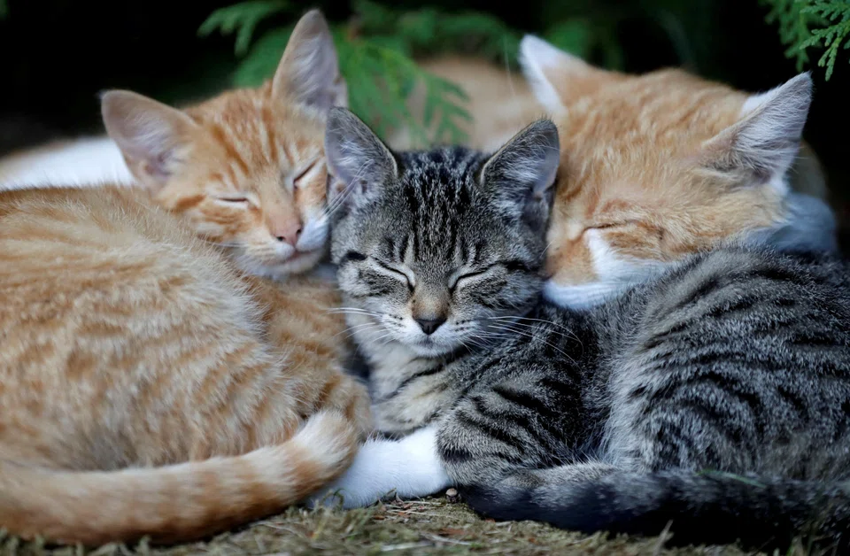 The WHO said that since Polish health authorities informed it last month of unusual cat deaths across the country, 29 cats had tested positive for H5N1 bird flu.