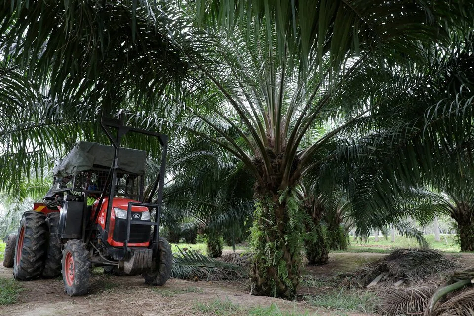  Next week traders look to Asia, with palm oil stockpiles in No. 2 grower Malaysia seen hitting the highest in almost three years, industry estimates show.