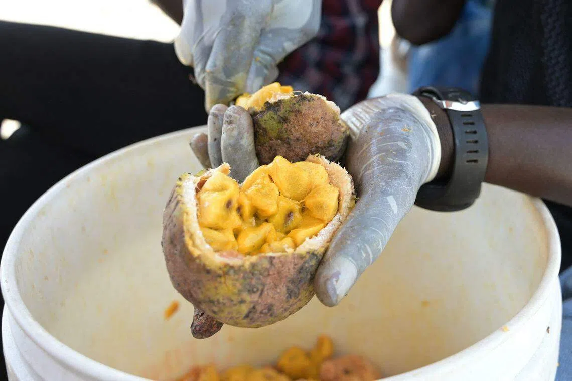 Maad is a yellow fruit with a pulp that has a distinctive sweet and sour flavour and is rich in vitamins and fibre.