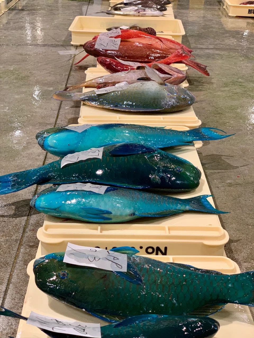 Colourful local fish at Tomari Fish Port.
