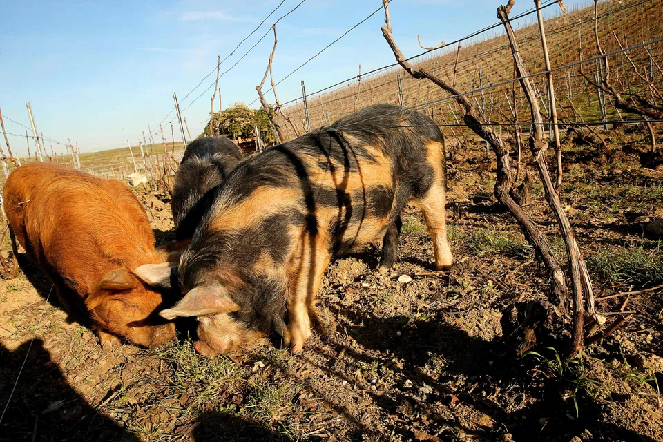 Weighing around 40 kg each, the pigs avoid eating valuable earthworms and cannot lift their heads high enough to attack the vines’ leaves and branches.