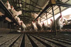 Free range or kampong chickens have been given special approval for export to Singapore