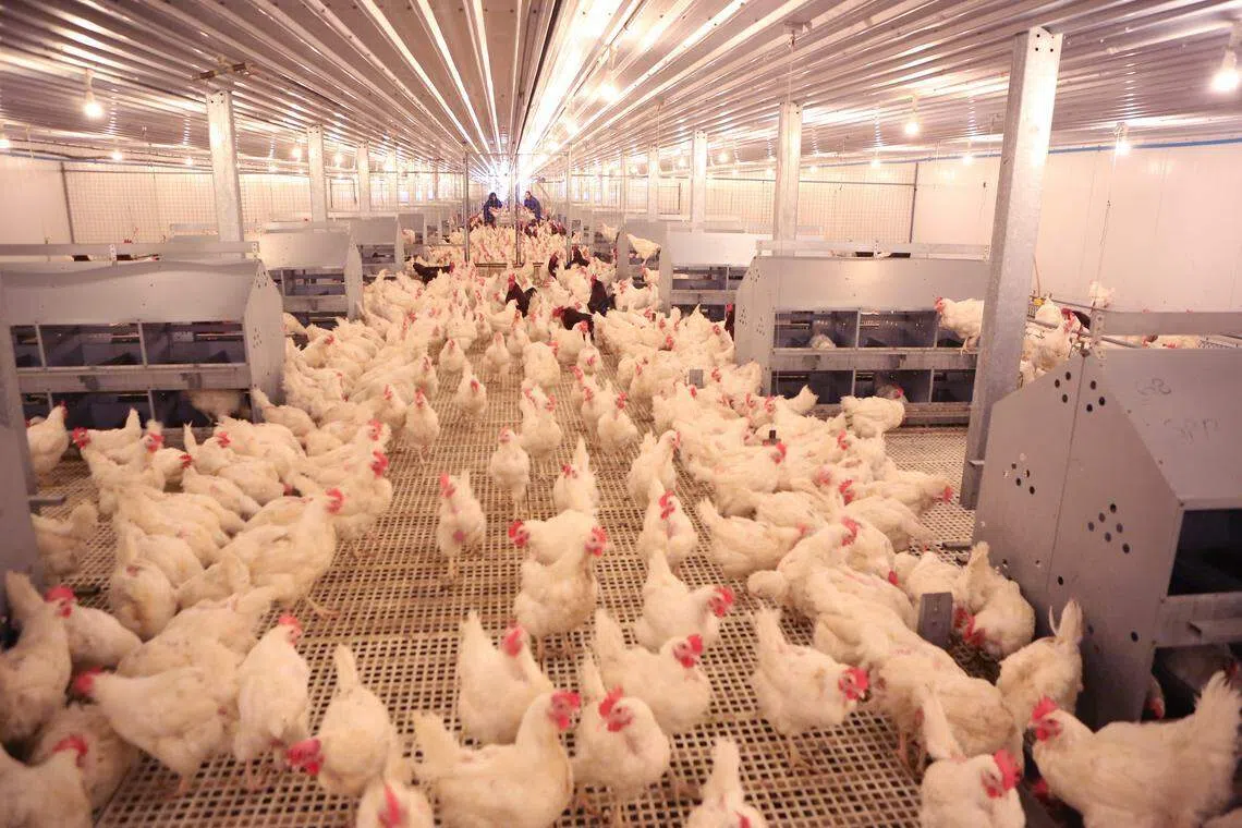 总部设在新加坡的佳发公司（Japfa）是印尼和东南亚最大的家禽