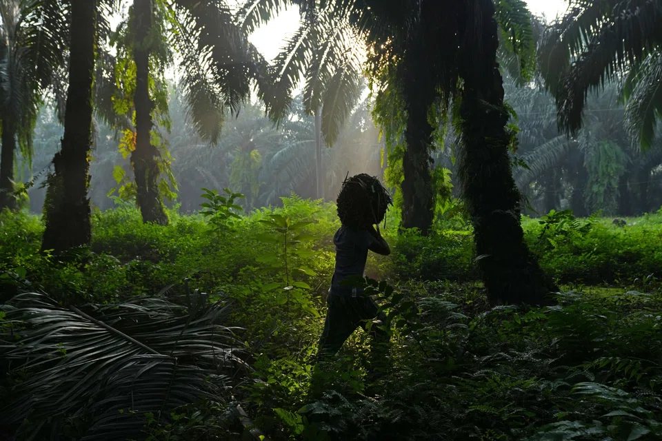 The government targets monthly sales of 300,000 tonnes of palm oil under the DMO scheme.