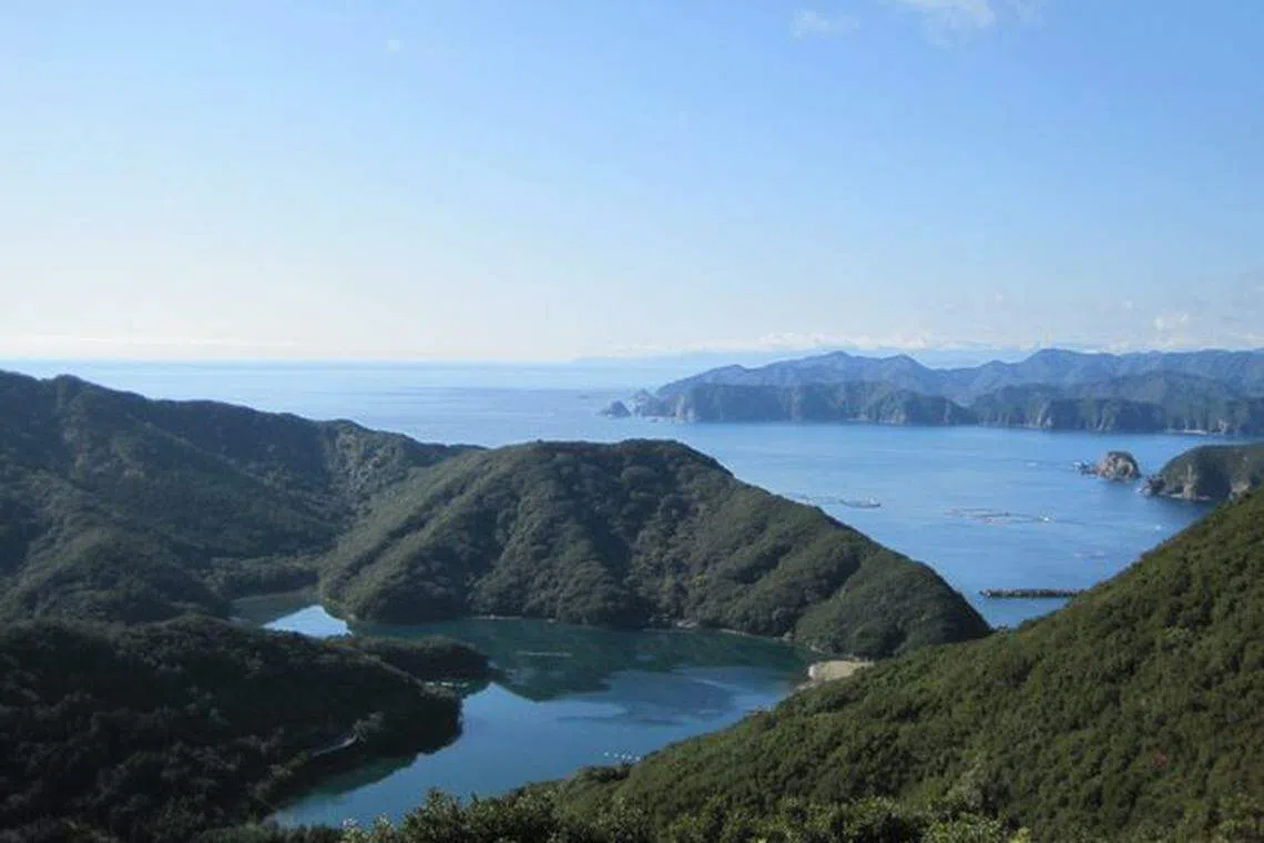 Cypress forests come right up to the water's edge in Ise Shima's sheltered inlets; their falling leaves enriching the seas.
