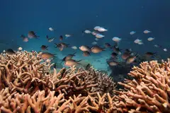 Unesco says progress by the Australian government on tackling carbon emissions and improving water quality in the Great Barrier Reef meant further evaluation before the site can be added to the UN’s List of World Heritage in Danger.