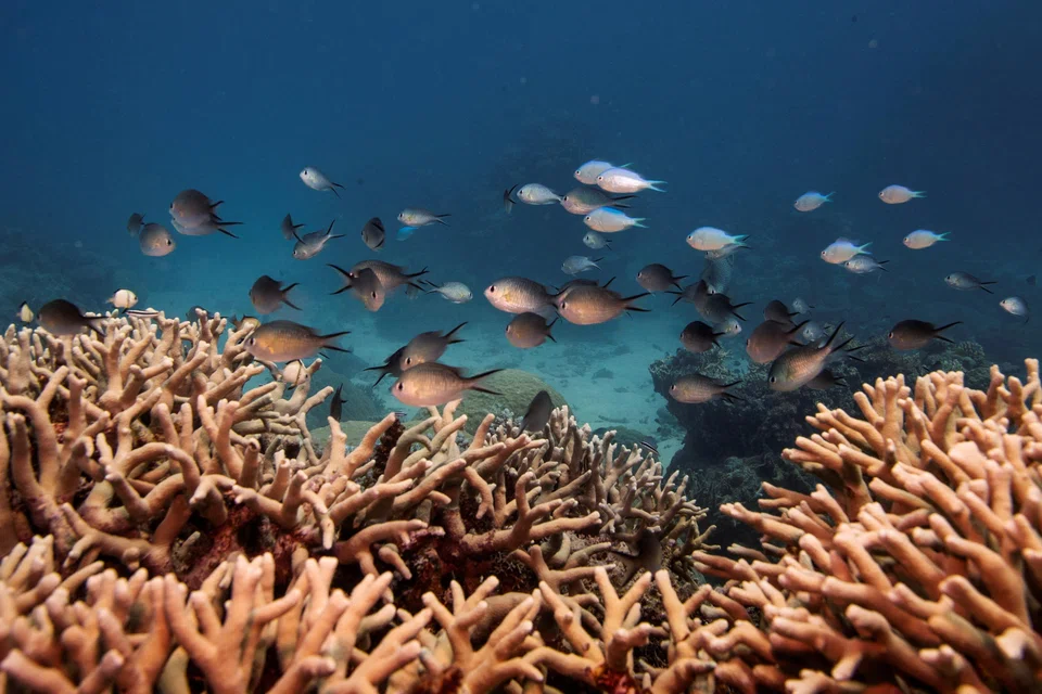 Unesco says progress by the Australian government on tackling carbon emissions and improving water quality in the Great Barrier Reef meant further evaluation before the site can be added to the UN’s List of World Heritage in Danger.