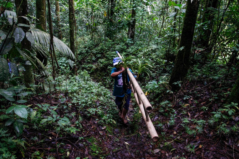 Orchids in hand and a bamboo ladder on his shoulder, farmer Musimin scans the forest at the foot of Indonesia's most active volcano for the indigenous flowers.