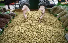 It will “guide China Grain Reserves Group to set up new plans to buy domestically produced soybeans in key producing regions Heilongjiang province and Inner Mongolia,” the Ministry of Agriculture and Rural Affairs said.