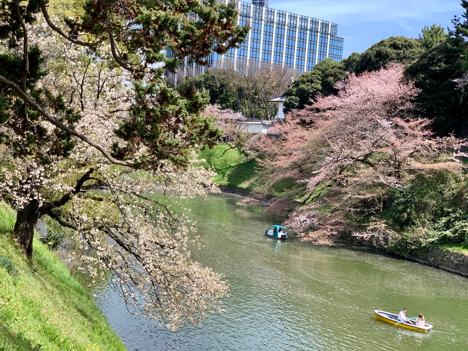 Cherry blossoms in Chidorigafuchi park