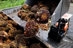 Palm oil prices will weaken further in the short term due to softer demand and “distress selling” by top producer Indonesia, commodities consultancy LMC International forecast on Tuesday(Jul 26).