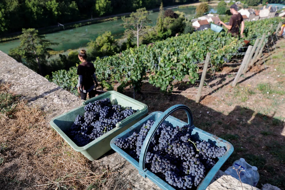 Harvesting season this year was about two weeks early in most large wine regions of France - something likely to be a lasting trend, winemakers said.